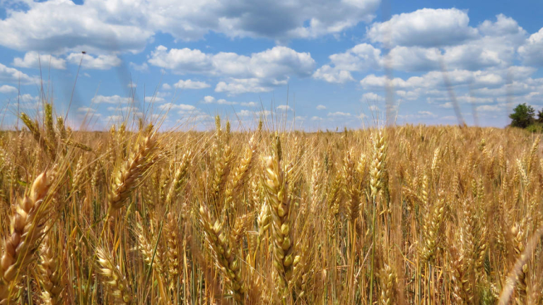 Продам пшеницу, Шостка, Пшеница — APKUA