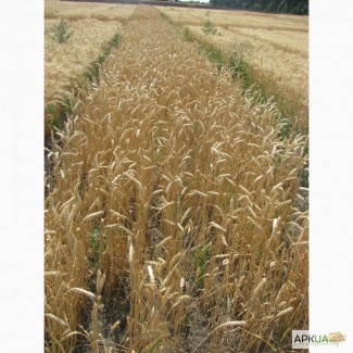 Семена пшеницы озимой - сорт Фаворитка. 1 репродукция