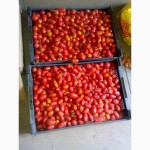 Срочно продам 200-300 кг томатов (сливка)