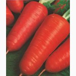Семена овощей (буряка, моркови, капусты, кабачков и др.)