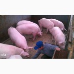 Продам домашних свиней живым весом 170-240