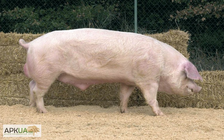 Племенные свиньи Испанской селекции (Дюрок, Пьетрен, Ландрас)