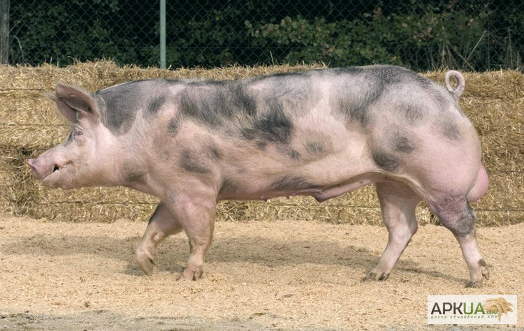 Фото 2. Племенные свиньи Испанской селекции (Дюрок, Пьетрен, Ландрас)
