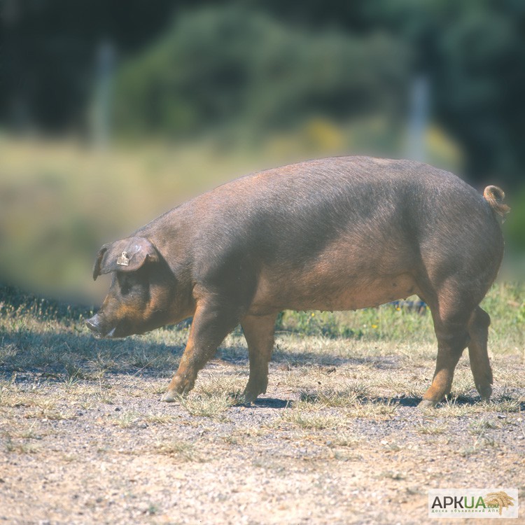 Фото 3. Племенные свиньи Испанской селекции (Дюрок, Пьетрен, Ландрас)