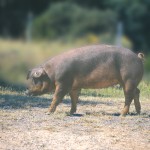 Племенные свиньи Испанской селекции (Дюрок, Пьетрен, Ландрас)