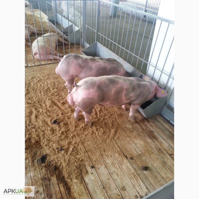 Фото 4. Племенные свиньи Испанской селекции (Дюрок, Пьетрен, Ландрас)
