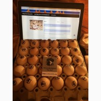 Інкубаційне яйце бройлера. Інкубаційні яйця з доставкою