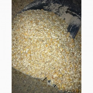 Закупаем кукурузу неклассную с повышенной зерновой примесью