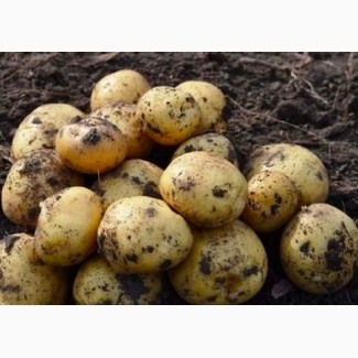 Продам картофель оптом. Урожай 2017 от производителя Черниговская обл. 2.50 грн/кг
