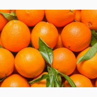 Апельсины урожай октябрь 2018