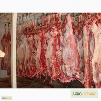Фото 14. СРОЧНО продам от производителя говядину и свинину на экспорт внутренний рынок с 20 тонн