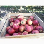 Продам яблука Чемпіон та інші сорта