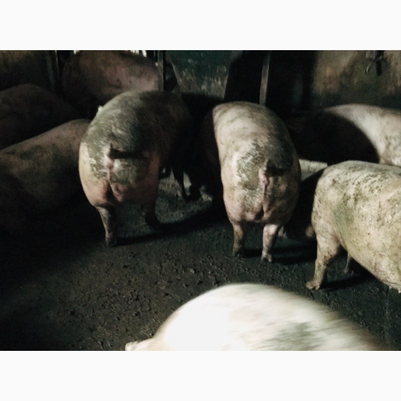 Фото 2. Продам беконных свиней