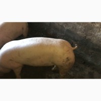 Продам беконных свиней