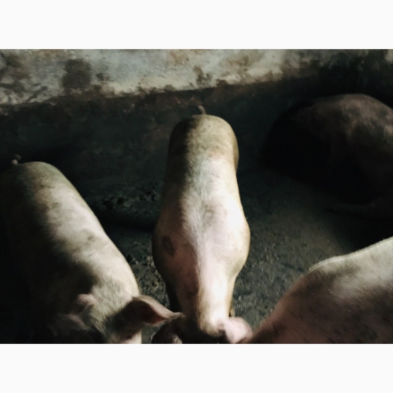 Фото 5. Продам беконных свиней