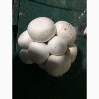 Продам грибы шампиньоны, собственного производства