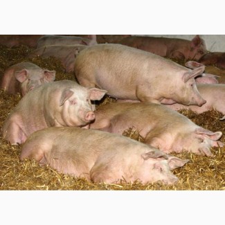 Продам свиней живой вес. Домашнее хозяйство