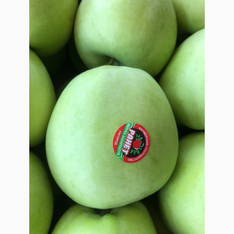 Фото 2. Продам яблука оптом урожай 2020, Закарпатська обл