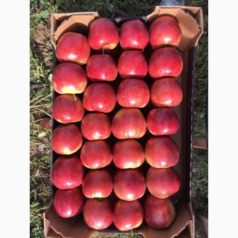 Фото 4. Продам яблука оптом урожай 2020, Закарпатська обл