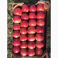 Продам яблука оптом урожай 2020, Закарпатська обл
