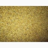 Продам зерно ячменю, пшениці та жита