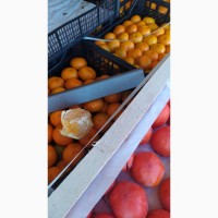 Свіжі цитрусові (мандарин, апельсин, грейфрут, лимон) прямі поставки, Турція