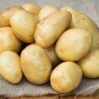 Фермерское хозяйство реализует картофель семенной от 3 т