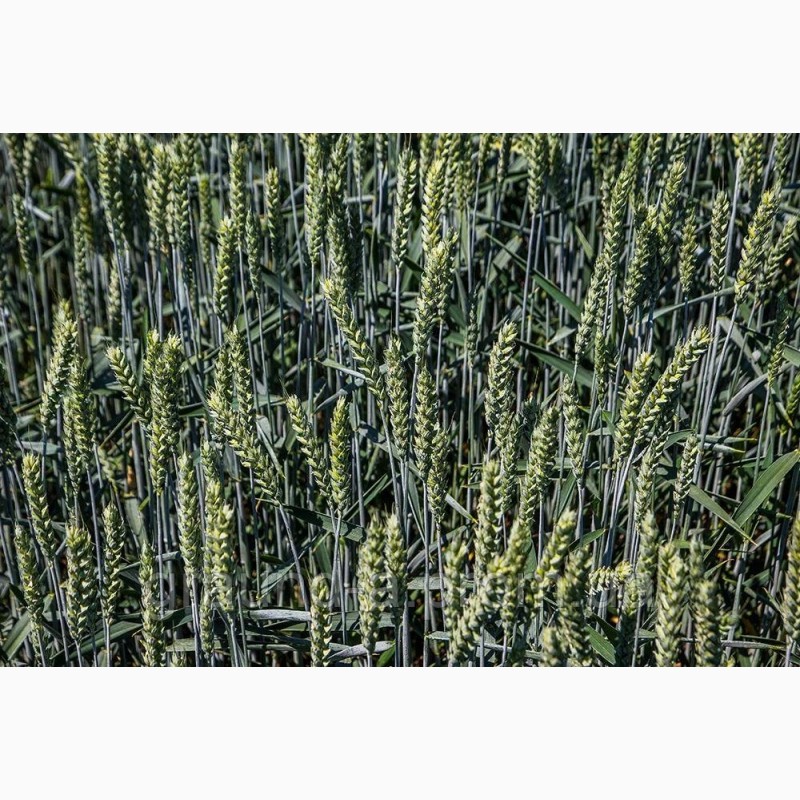 Фото 3. Продам посівний матеріал озимої пшениці Мескаль