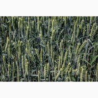 Продам посівний матеріал озимої пшениці Мескаль