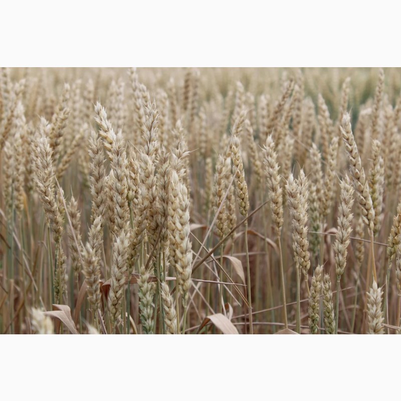 Фото 4. Продам посівний матеріал озимої пшениці Мескаль