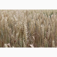 Продам посівний матеріал озимої пшениці Мескаль