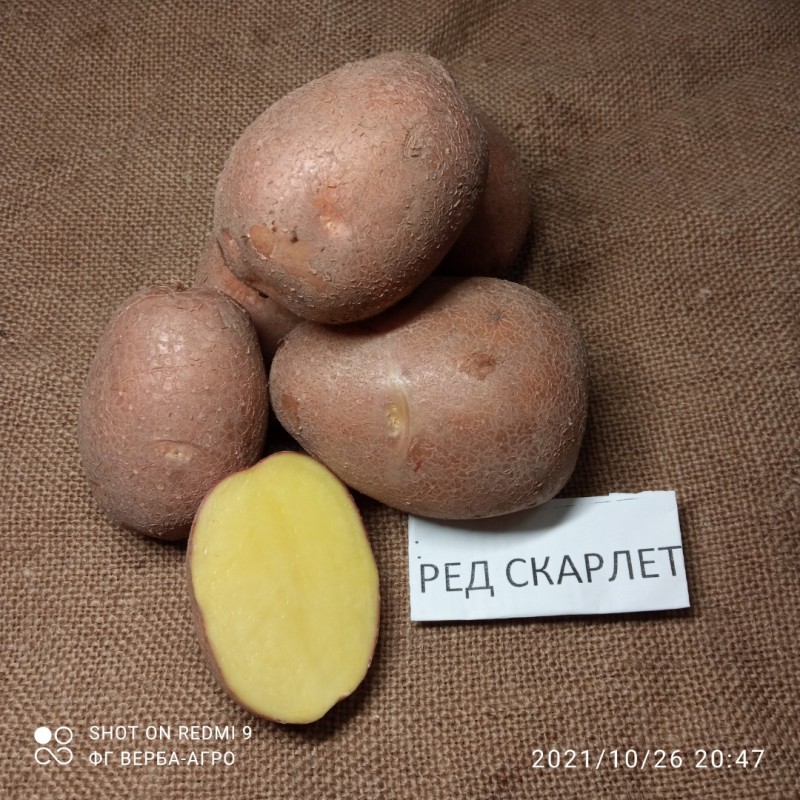 Фото 2. Насіннева картопля семенной картофель Ривьера, Беллароза, Коломбо, аризона