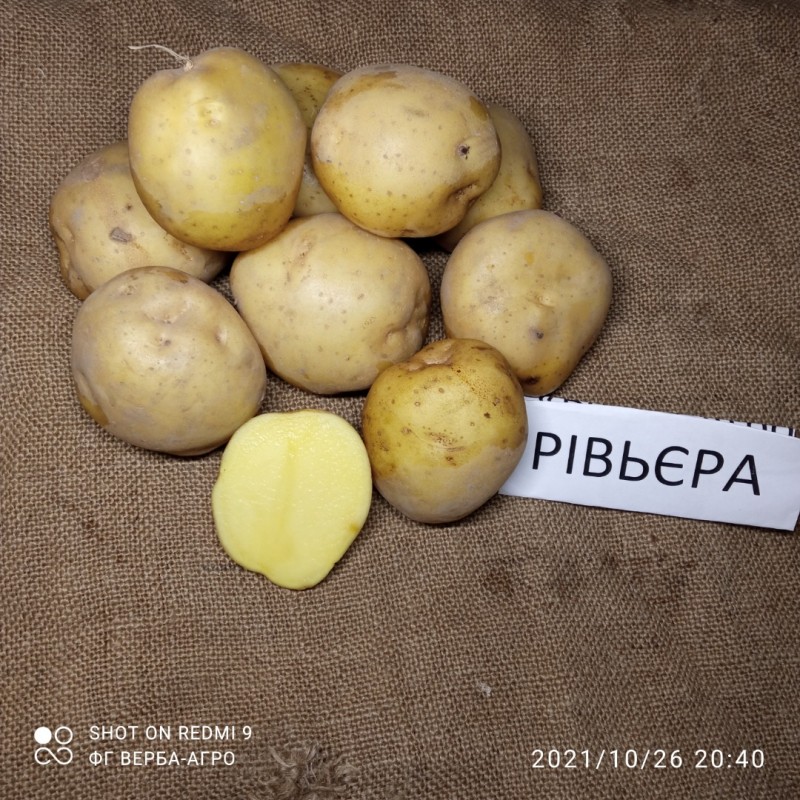 Фото 3. Насіннева картопля семенной картофель Ривьера, Беллароза, Коломбо, аризона