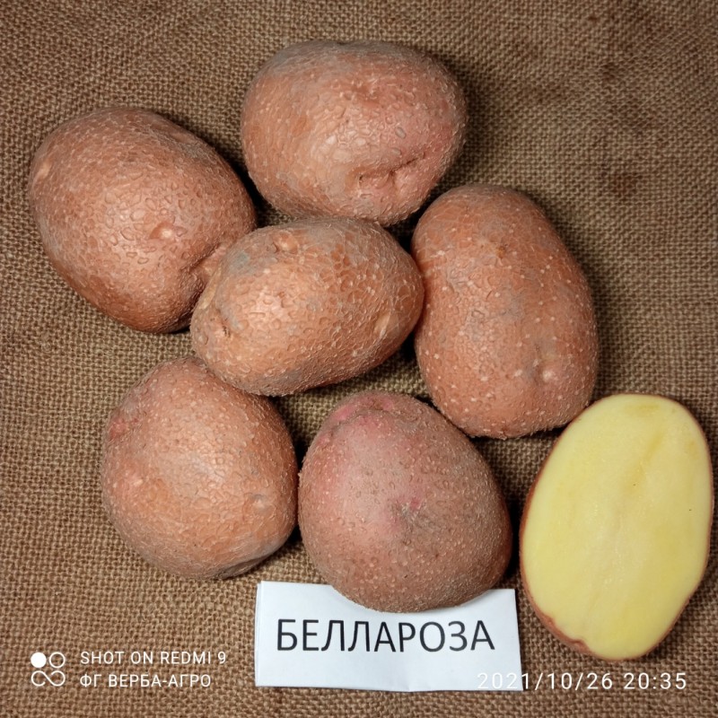 Фото 4. Насіннева картопля семенной картофель Ривьера, Беллароза, Коломбо, аризона