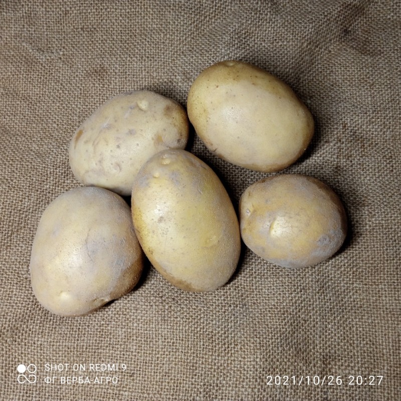 Фото 5. Насіннева картопля семенной картофель Ривьера, Беллароза, Коломбо, аризона