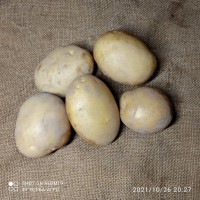 Насіннева картопля семенной картофель Ривьера, Беллароза, Коломбо, аризона