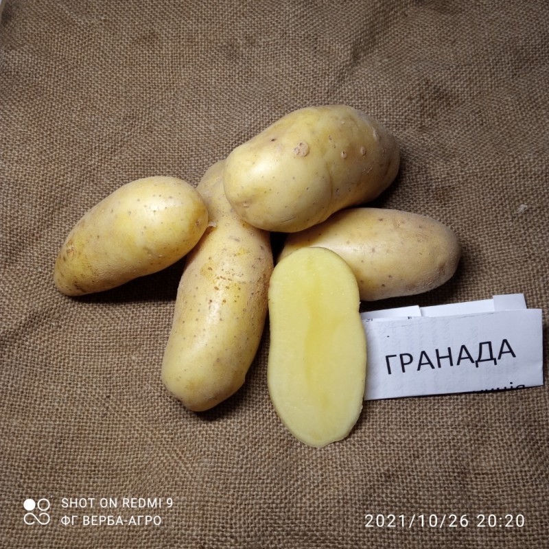 Фото 6. Насіннева картопля семенной картофель Ривьера, Беллароза, Коломбо, аризона