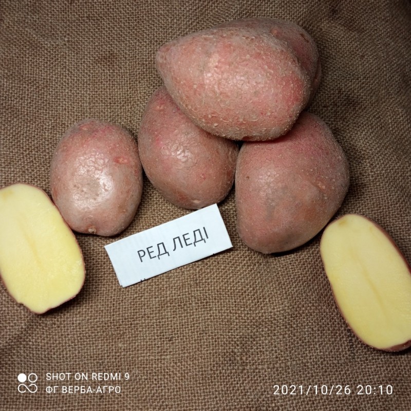 Фото 7. Насіннева картопля семенной картофель Ривьера, Беллароза, Коломбо, аризона