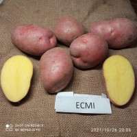 Насіннева картопля семенной картофель Ривьера, Беллароза, Коломбо, аризона