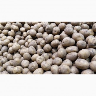 Продам картоплю відбірну в мішках, 700-800 кг. с. Салиха, Таращанський р-н