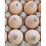 Фірма реалізує інкубаційні яйця порід РОСС 308 та КОБ 500