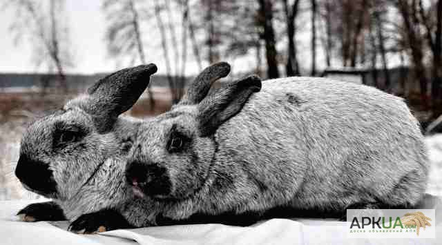 Фото 2. Кролики полтавский серебристый
