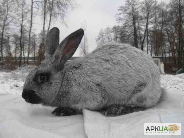 Фото 3. Кролики полтавский серебристый