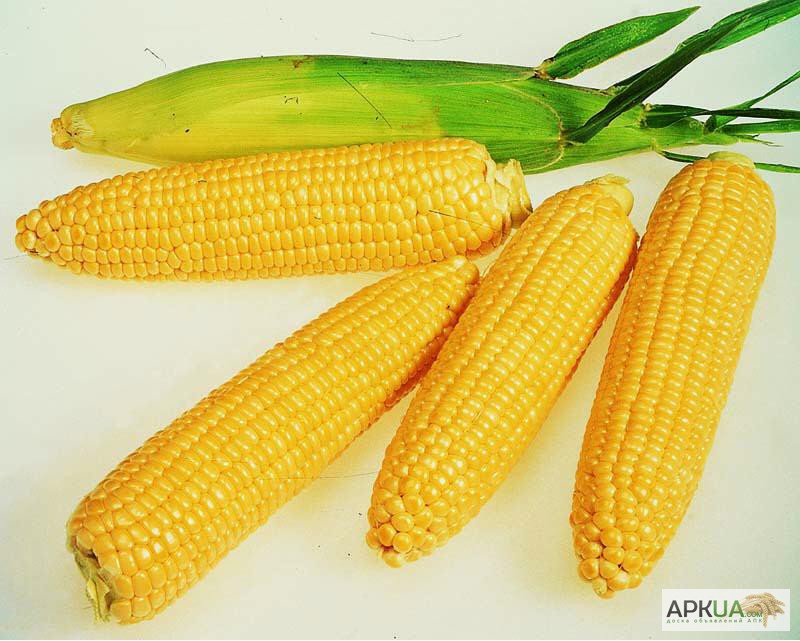 Продажа семян кукурузы и средств защиты растений