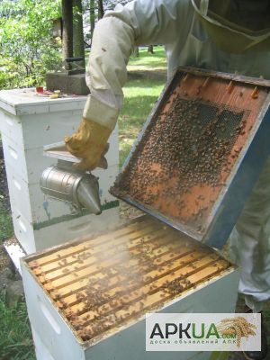 Пчелосемьи. недорого
