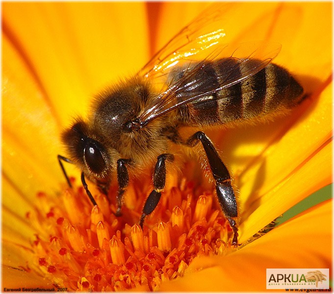 Фото 2. Пчелосемьи. недорого