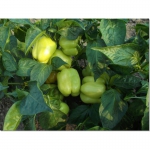 Семена арбуза Альянс, дыни, тыквы и других овощных и бахчевых культур.