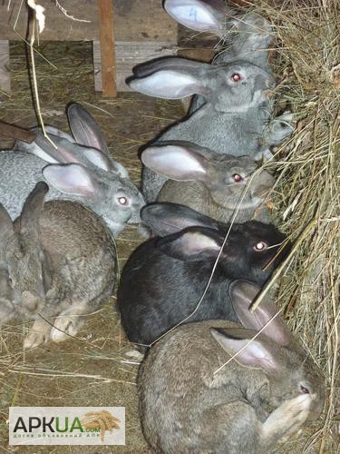 Фото 9. Продам кролей