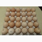 Яйця інкубаційні бройлерів КОББ-500