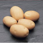 Продам элитные сорта картофеля для посадки от 100кг